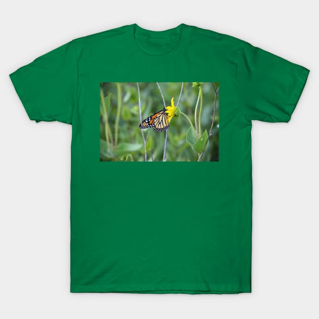 Monarch Butterfly T-Shirt by Drgnfly4free